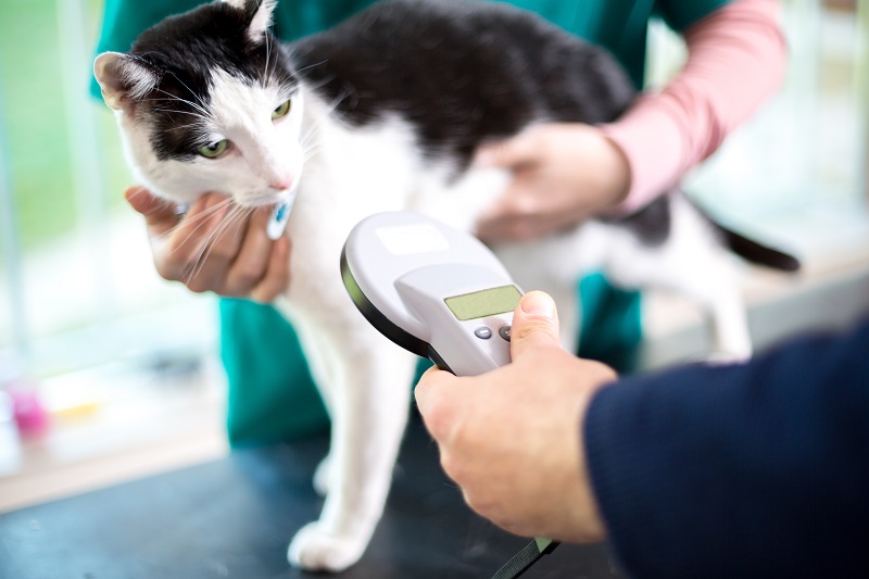 Microchipping Serving New York City Homes