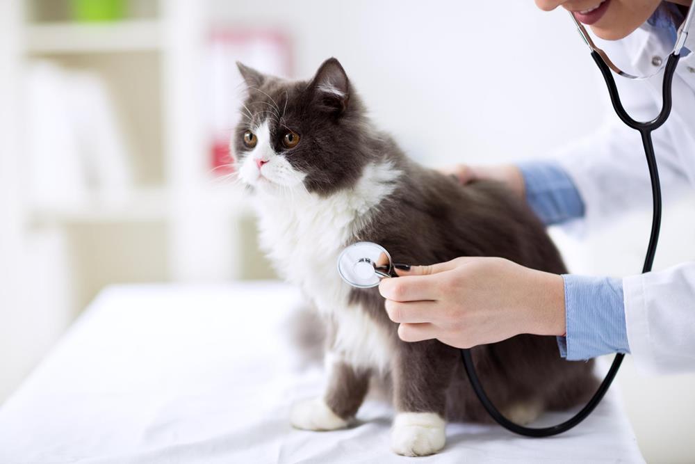 Veterinary internal medicine in Serving New York City Homes