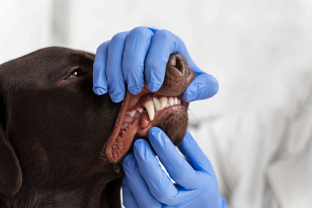 Pet dental care in new york