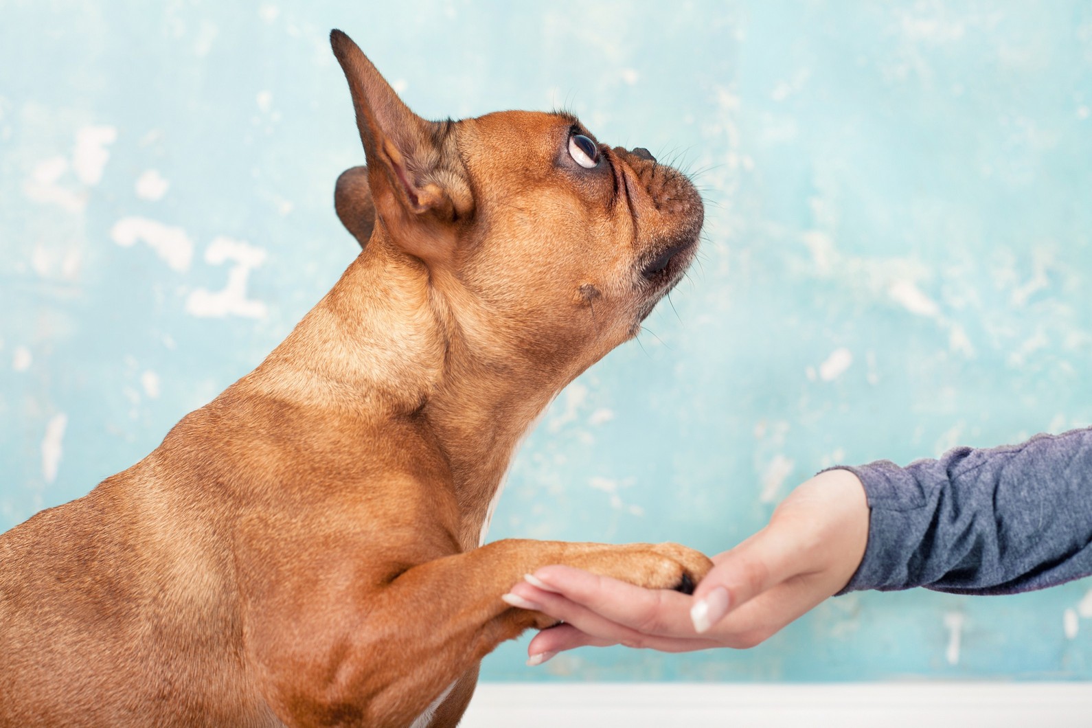 Pet behavior management in New York
